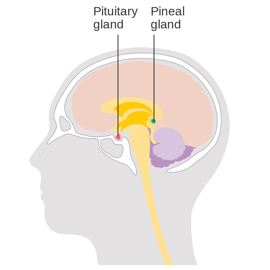 Brain Diagram Pineal Gland