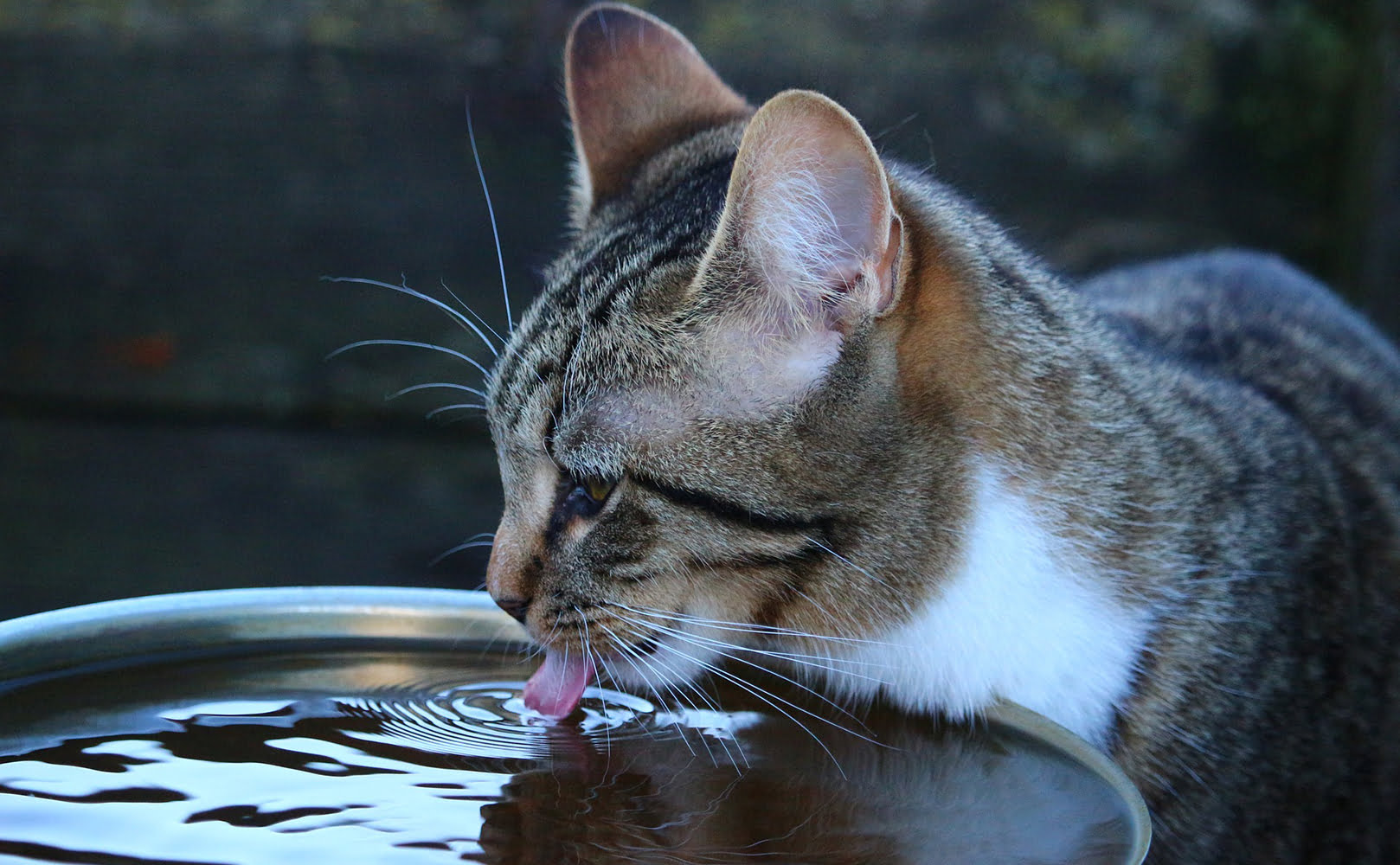 Cat Drinking Well Water from Bowl