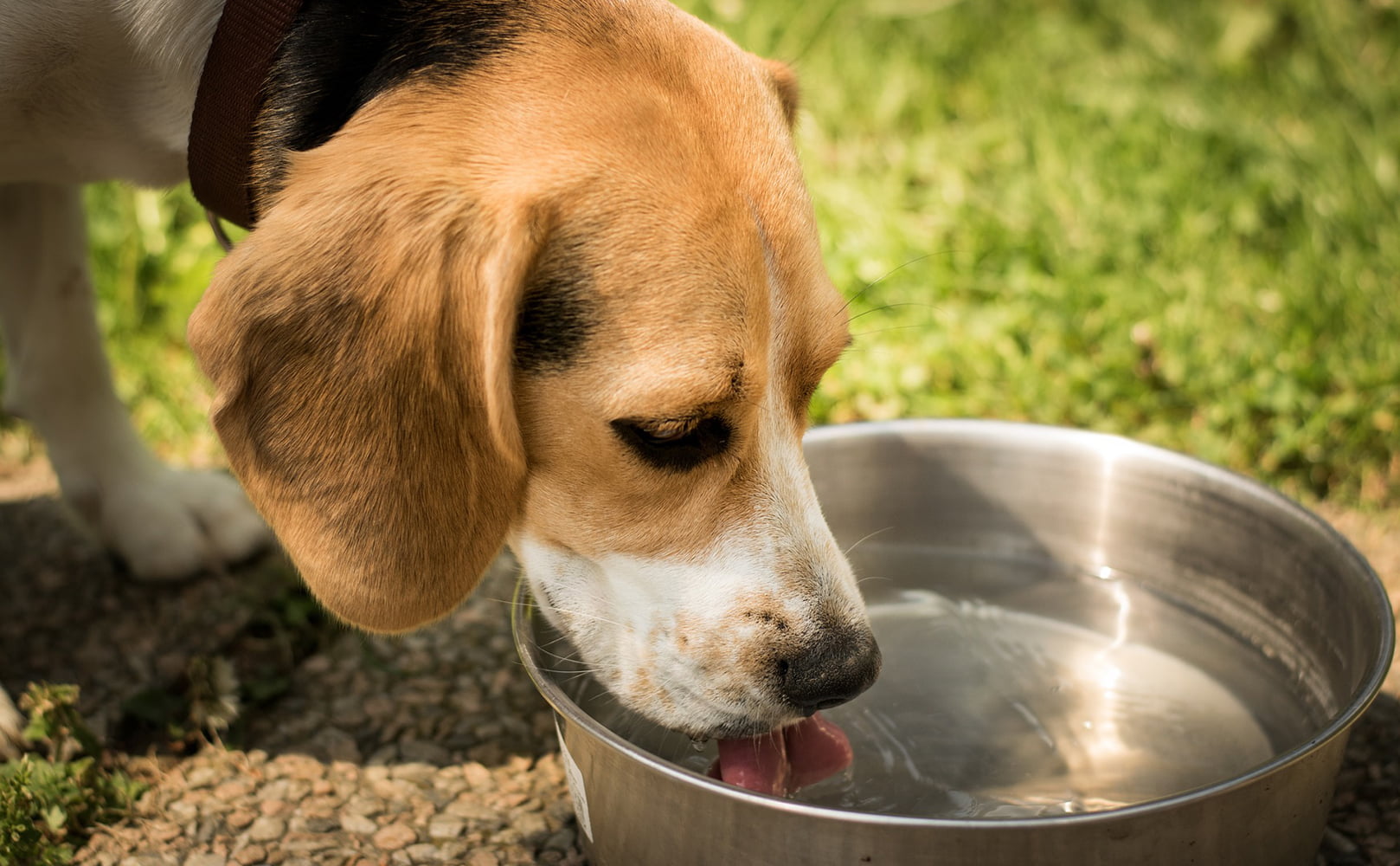 Dog Drinking From Water Bowl
