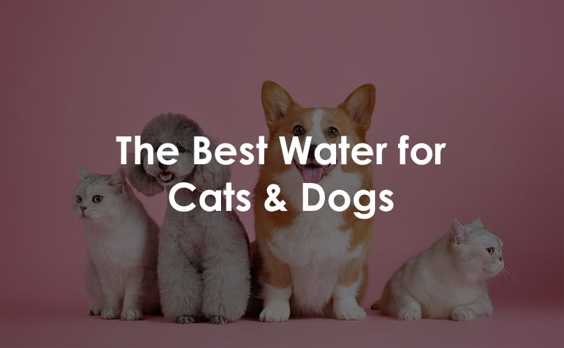 best water for pets