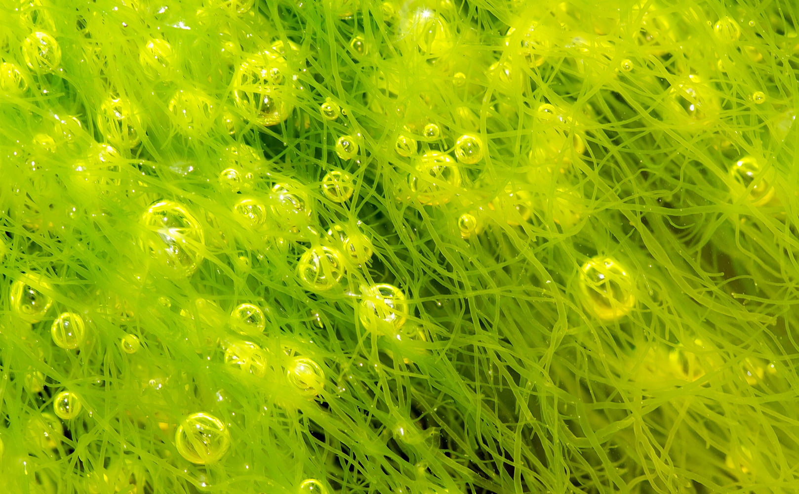 algae with bubbles in water